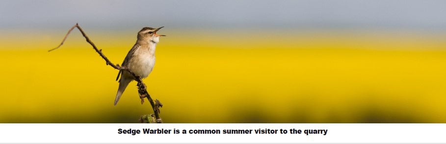 A Sedge Warbler sings whilst perched on a thin branch against a blurred yellow field background.