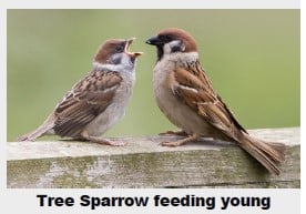 Two tree sparrows on a wooden fence, one adult feeding its open-mouthed chick.