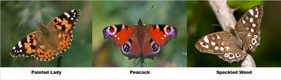 Three butterflies: orange Painted Lady, colourful Peacock, and brown Speckled Wood on natural backgrounds.