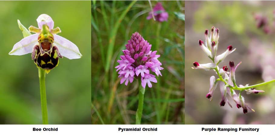 Three flowers: bee orchid (left), pyramidal orchid (centre), and purple ramping fumitory (right) on green backgrounds.