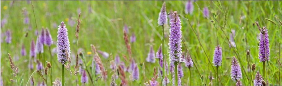 Purple wildflowers with tall spikes bloom in a green grassy meadow.