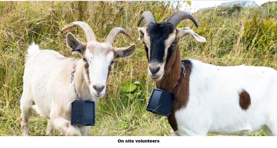 Two goats with horns wearing black devices around their necks, standing in tall grass outdoors.