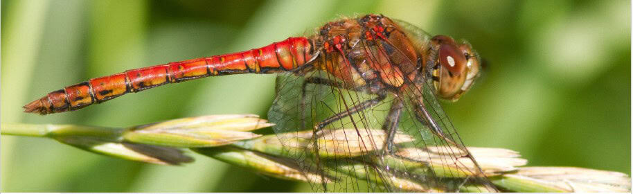 A close-up of a red dragonfly perched on a green blade of grass with a blurred green background.