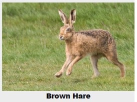A brown hare running across a grassy field.
