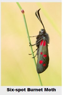 A Six-spot Burnet Moth with red spots on its dark wings clings to a vertical grass stalk.