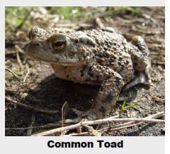 A brown, bumpy common toad sits on earth and grass, facing left.